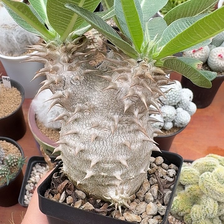 西巴女王块根仙人球