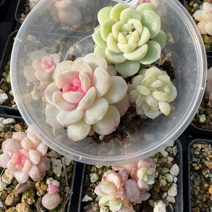 Z***s097紫烟财富2清浅饭盒一组