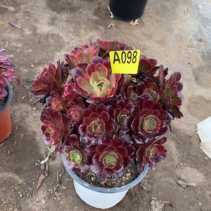 安娜多肉法师不周正098