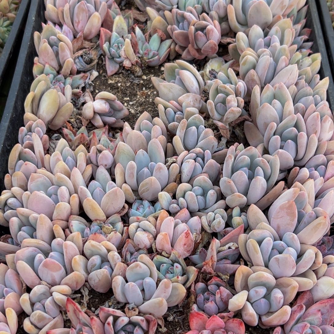 246多肉葡萄领导人的