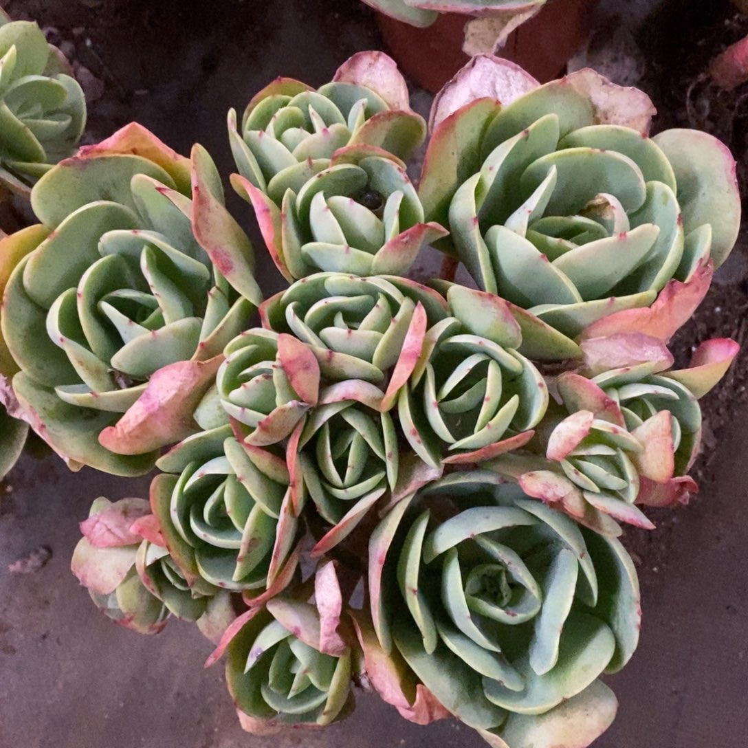 鸡蛋碧桃多头群生老桩