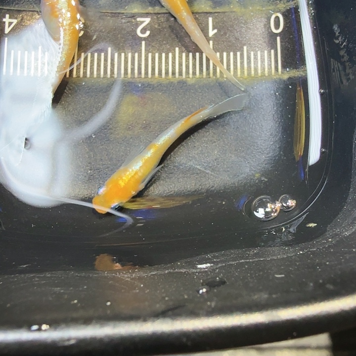 青鳉鱼34号拍品梦中赤壁