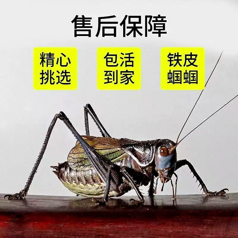 亮叫专场 福利多多