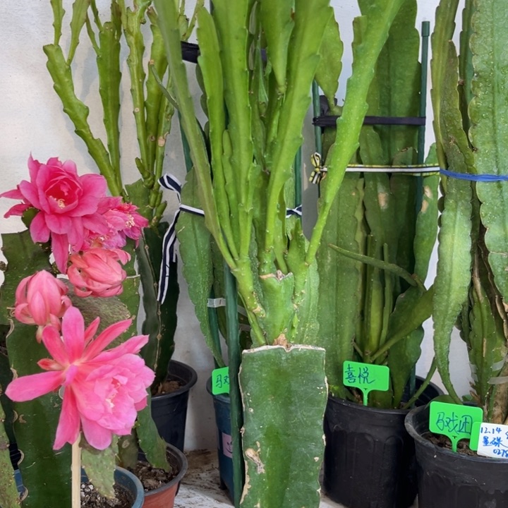 当前无花栽培后可以开花鸭*儿甜杏