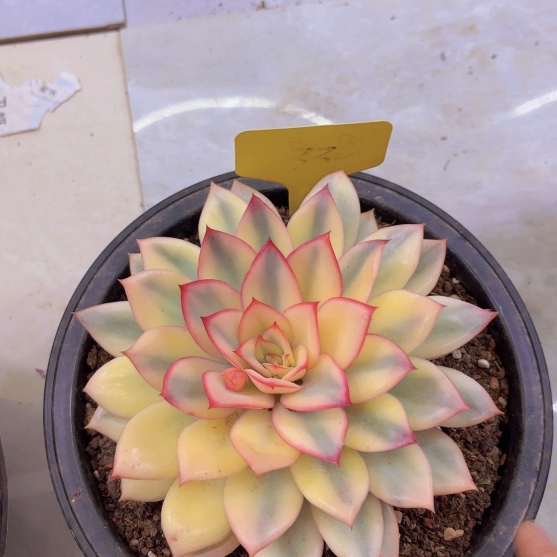 +*我的小可爱们都好可爱