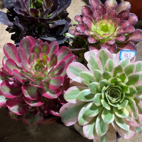 953多肉植物组合