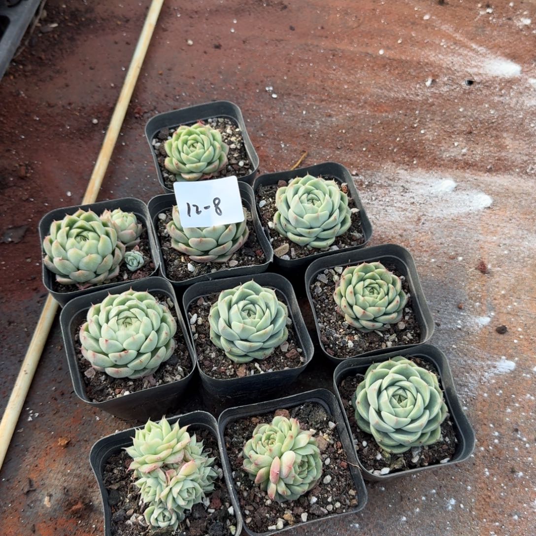 麦秆十棵脱土发货量拍（不保证有群）12-8