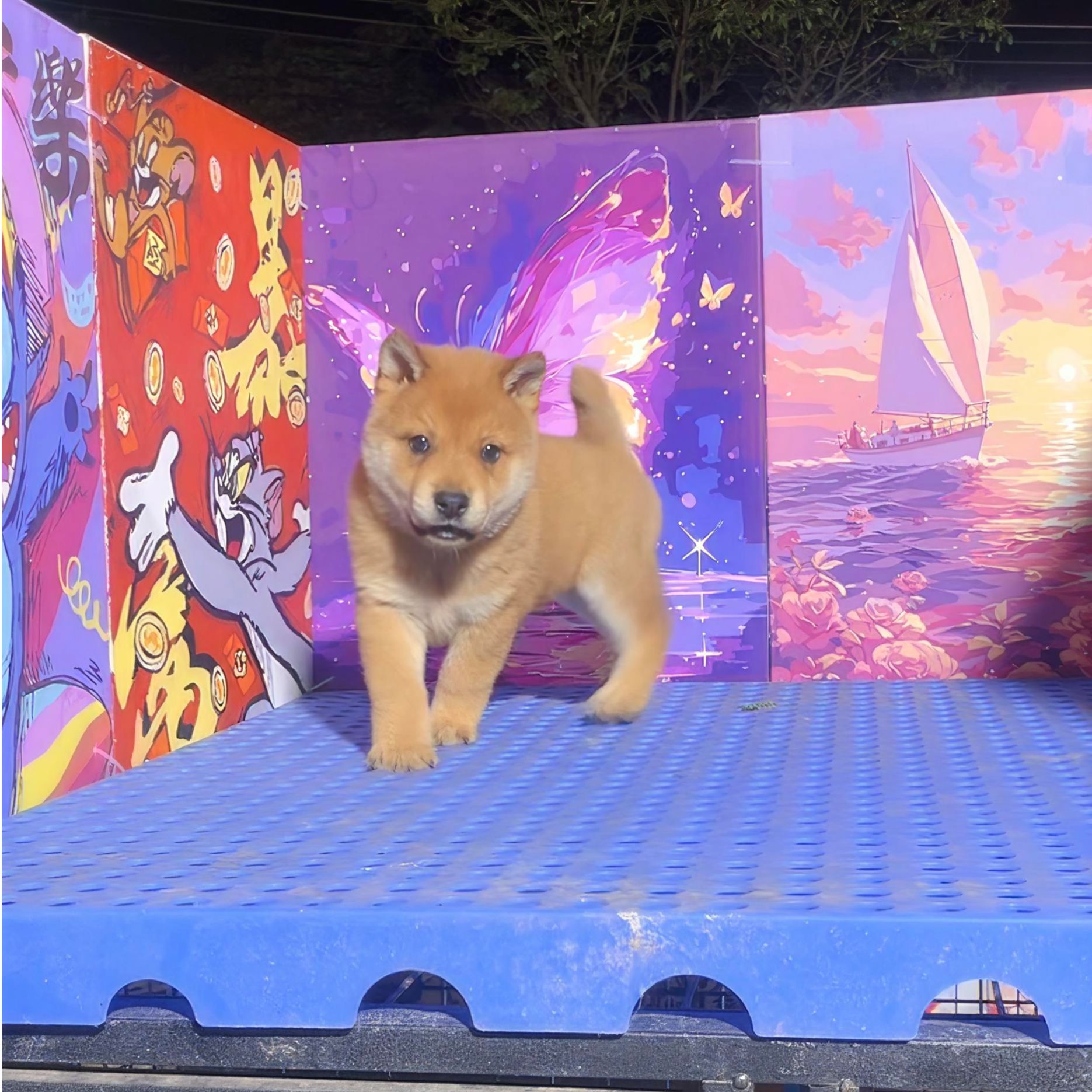 精选中华田园犬好性格是关键