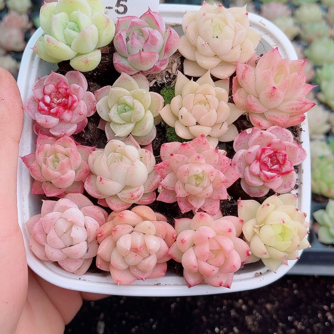 1-5 新疆西藏内蒙不发12.8包邮2-3公分多肉