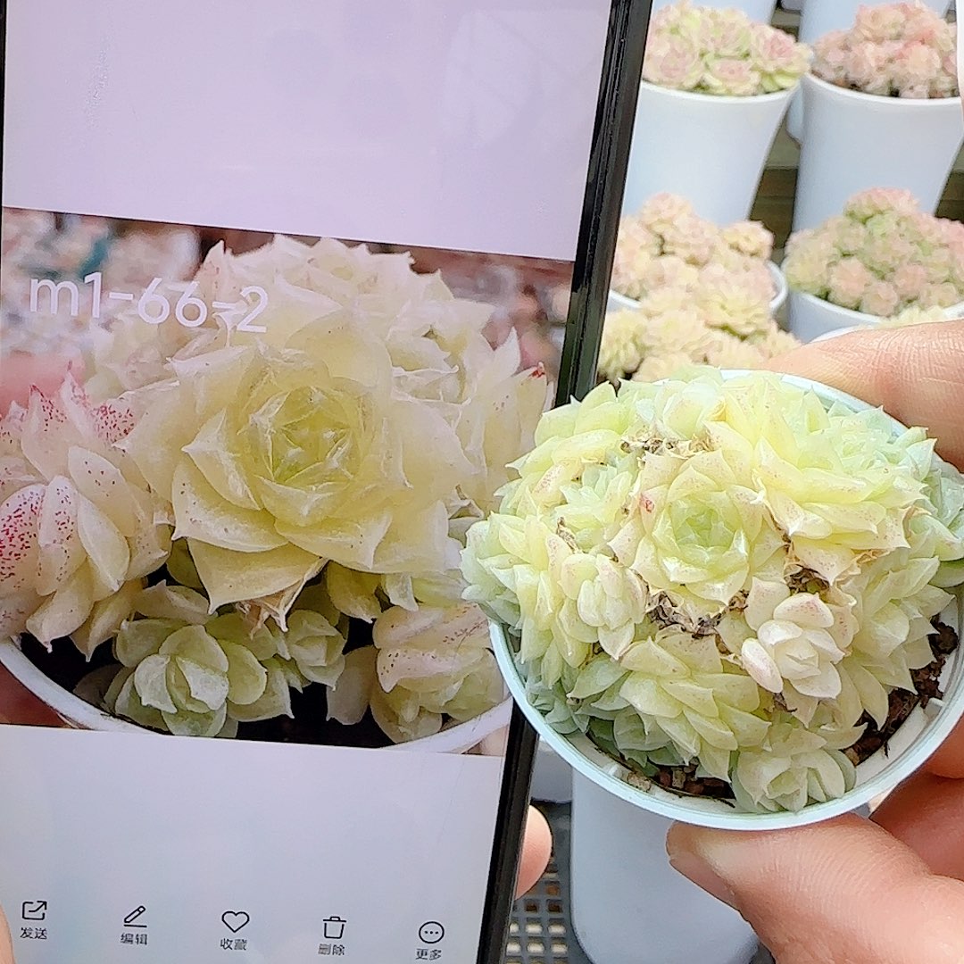 1223-11（m1-66-2）优选多肉