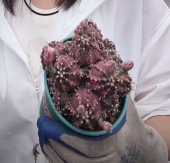 二妹园艺【 群生海神 】满18包邮仙人球默认脱土随机发货