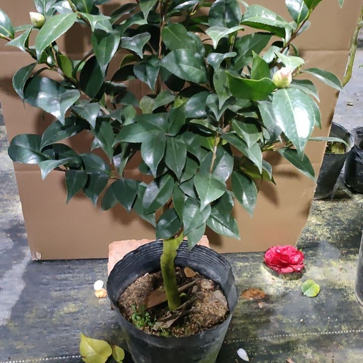 222干贝力，原盆原土发货