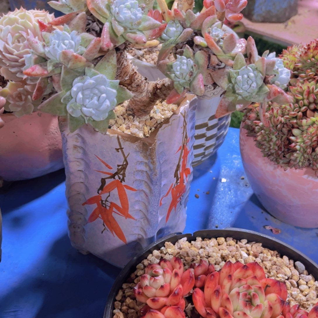 森***＊多肉植物保护研究所所长