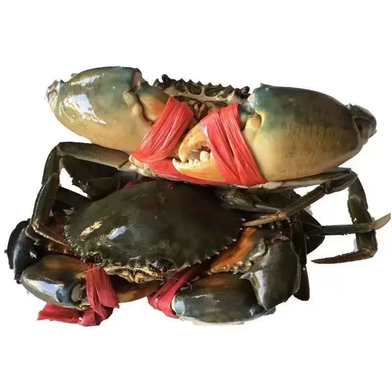 6只红膏蟹顺丰空运发货活发100-150g/只【请勿放冰箱死一赔一】新