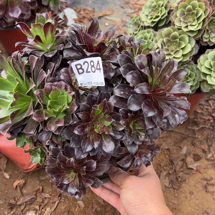 欧若拉多肉植物284.
