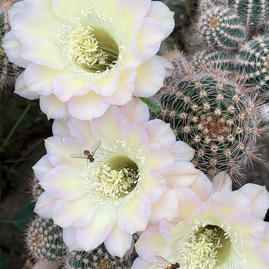 A29彩侧牙20包邮000