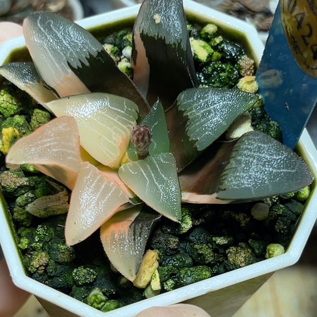 恭喜发财大吉大利0424