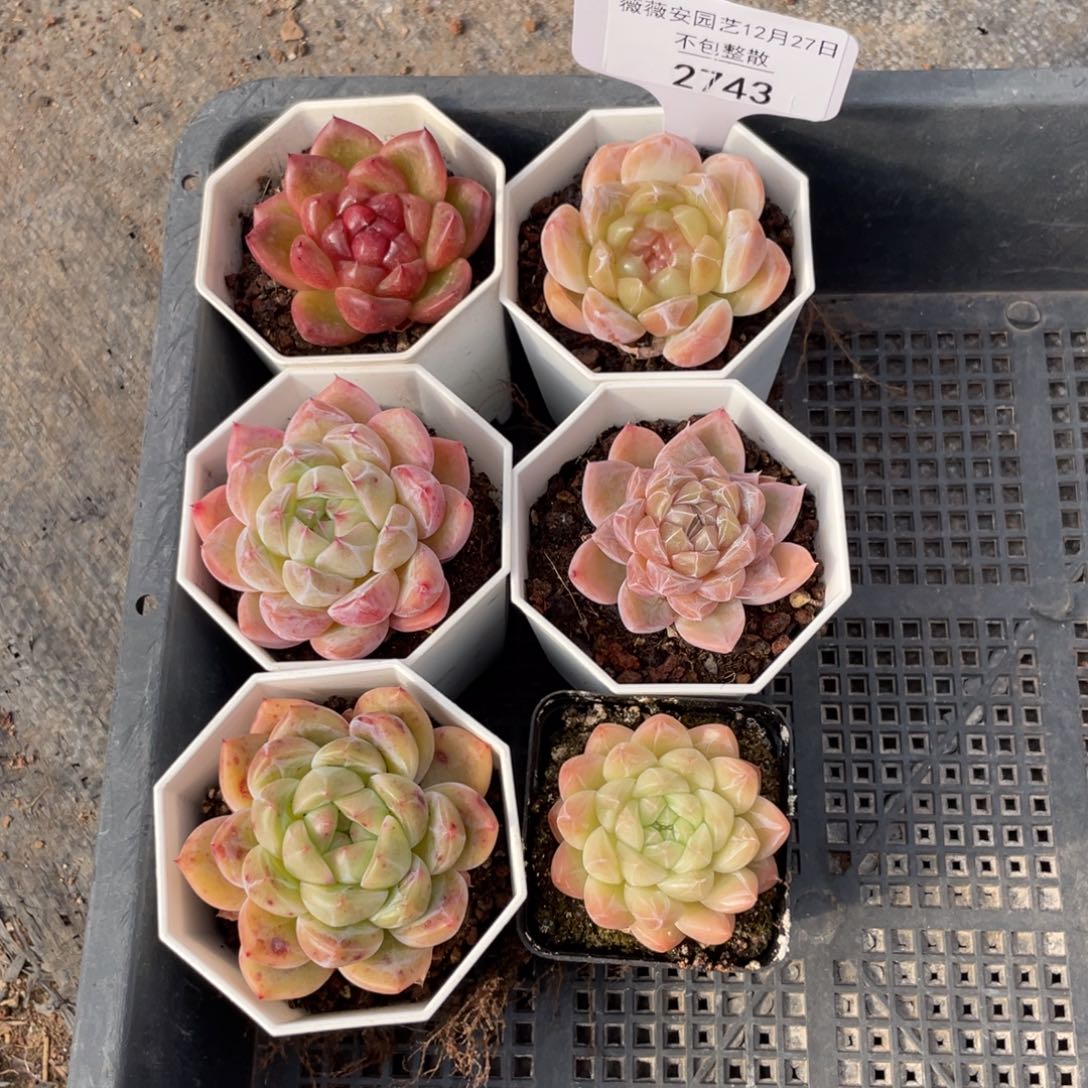 不包整散 盆子不售后2743