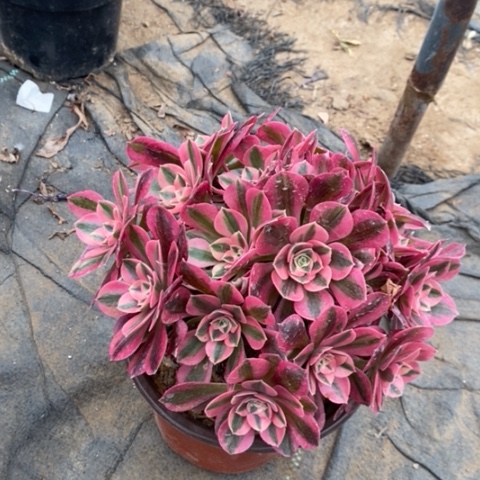 粉女巫多肉植物010