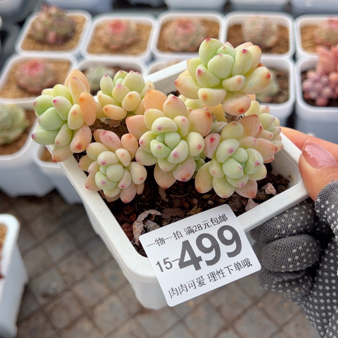 樱花罗绮多肉多肉多肉多肉 