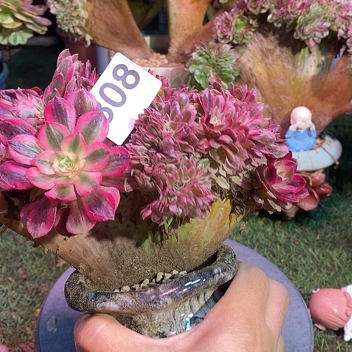 爱***赢荔枝法师锦缀化808