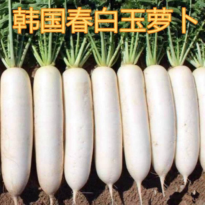 【全店拼满5包包邮】韩国春白玉白萝卜种子水果萝卜籽