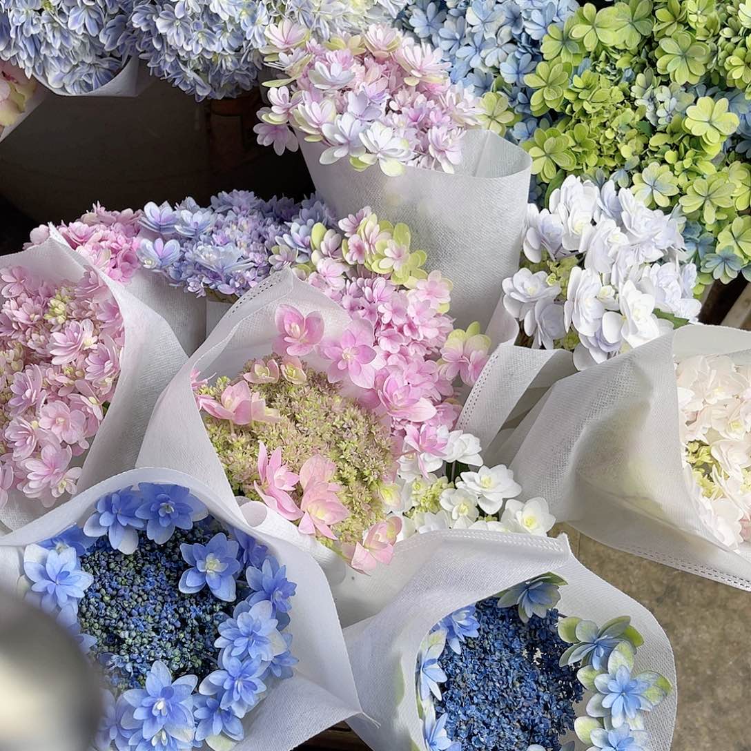 *****完全开放稀有绣球花42号12枝