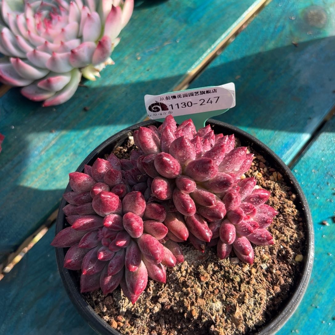 从前慢花园多肉编号1130-247