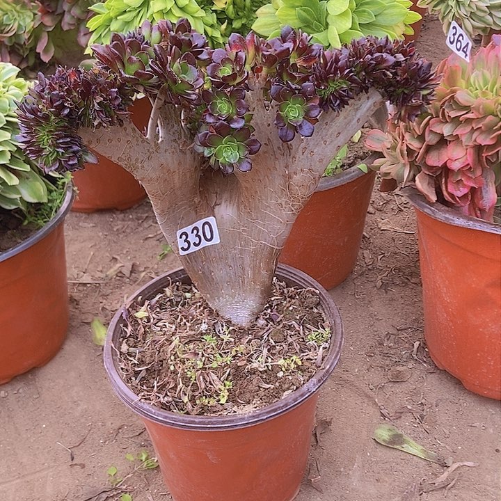 ?330黑缀化老板子法师缀老