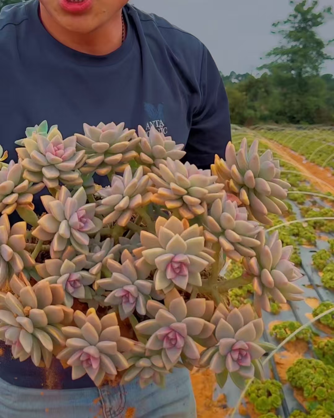 零花钱多肉  地栽紫雾 葡萄架   多肉植物   