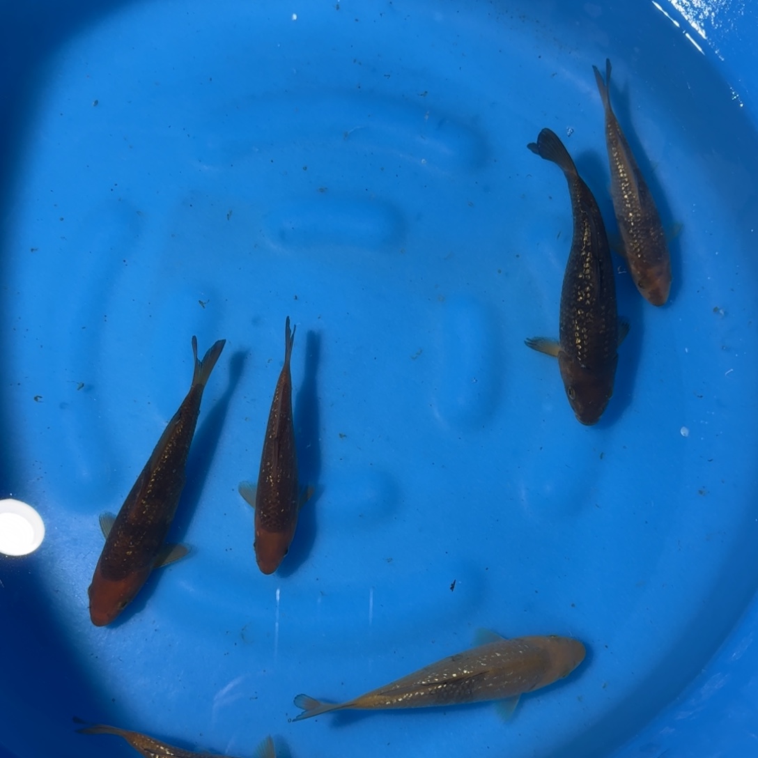 鱼***缘海水鱼大日银鳞黄猿10｜70