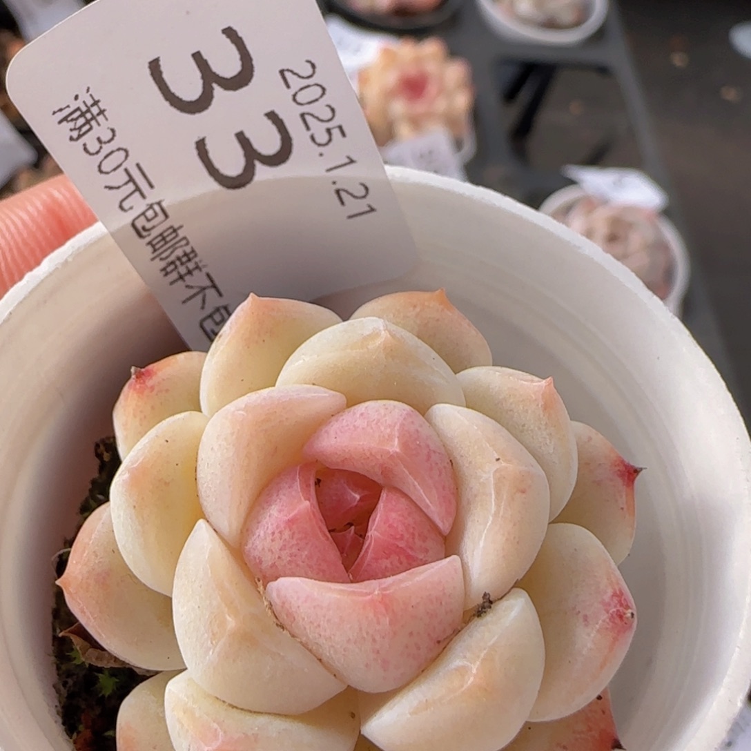 白桃汽水单头一颗脱土