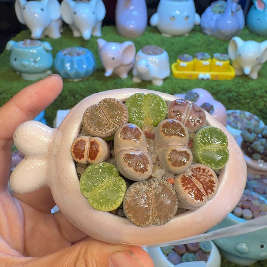 *****多肉福利冲冲冲1081