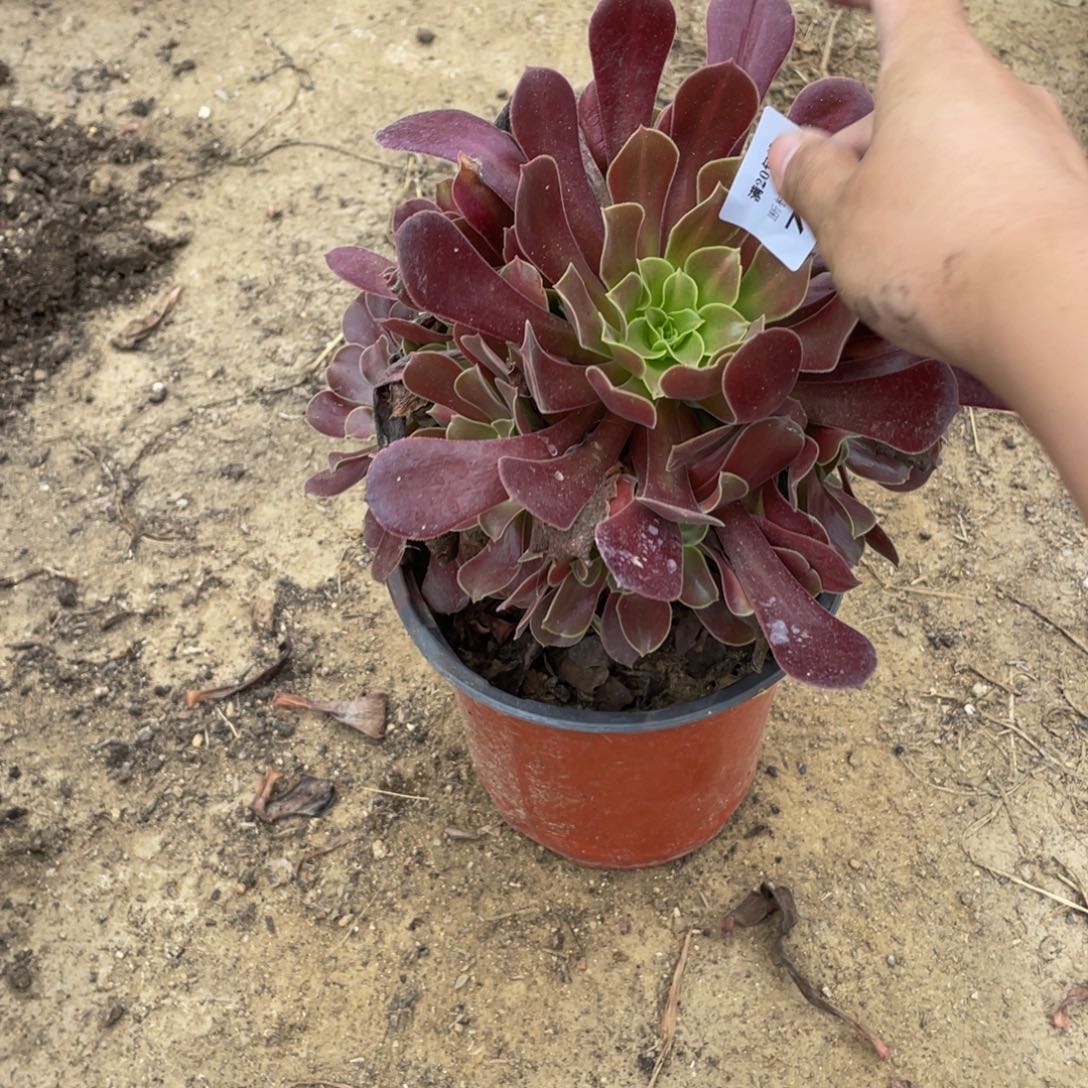 768欧紫法师多肉断枝不包