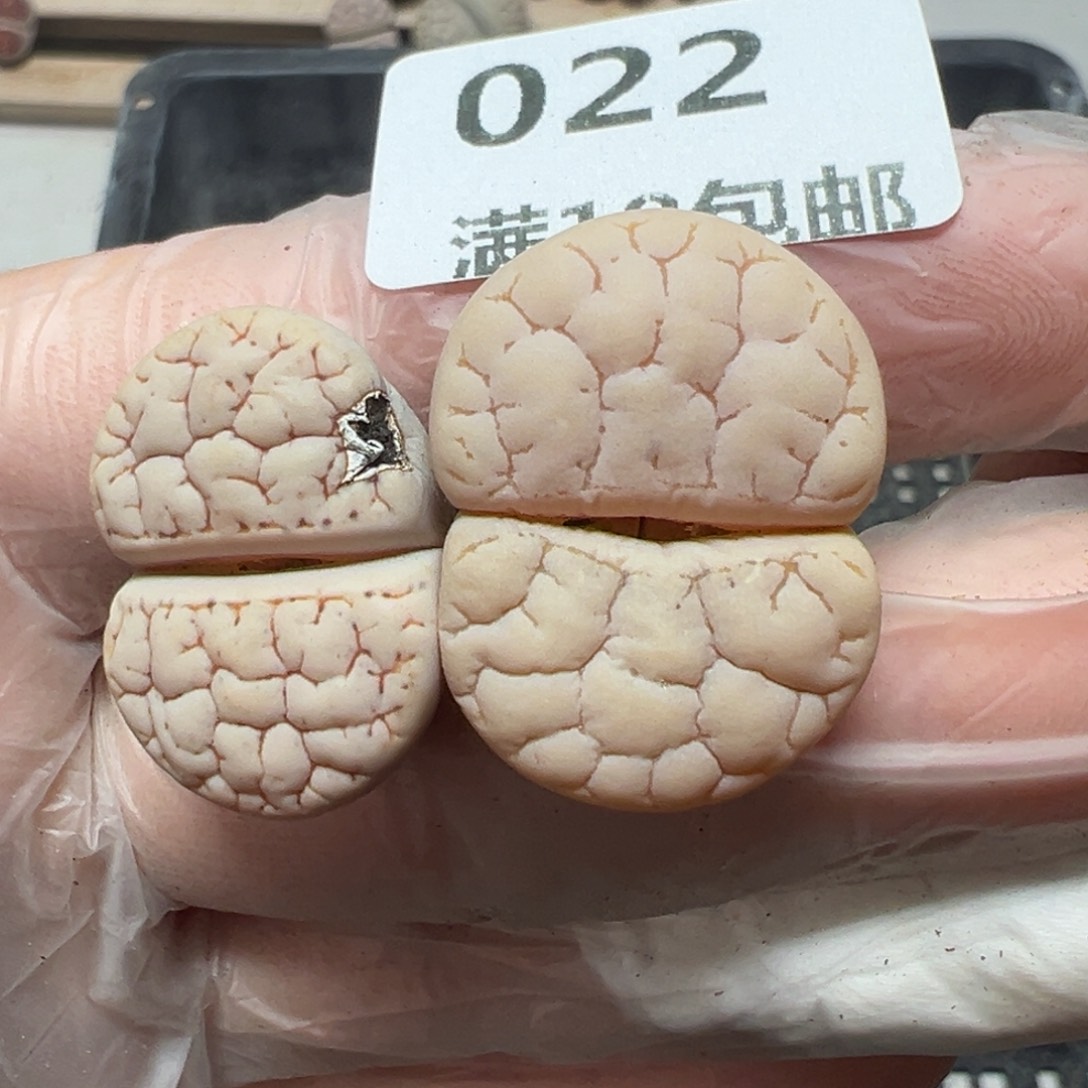 【闪购商品】022有疤处理