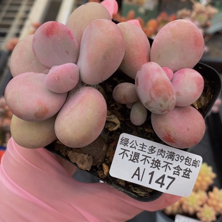 桃蛋8cm147多肉植物