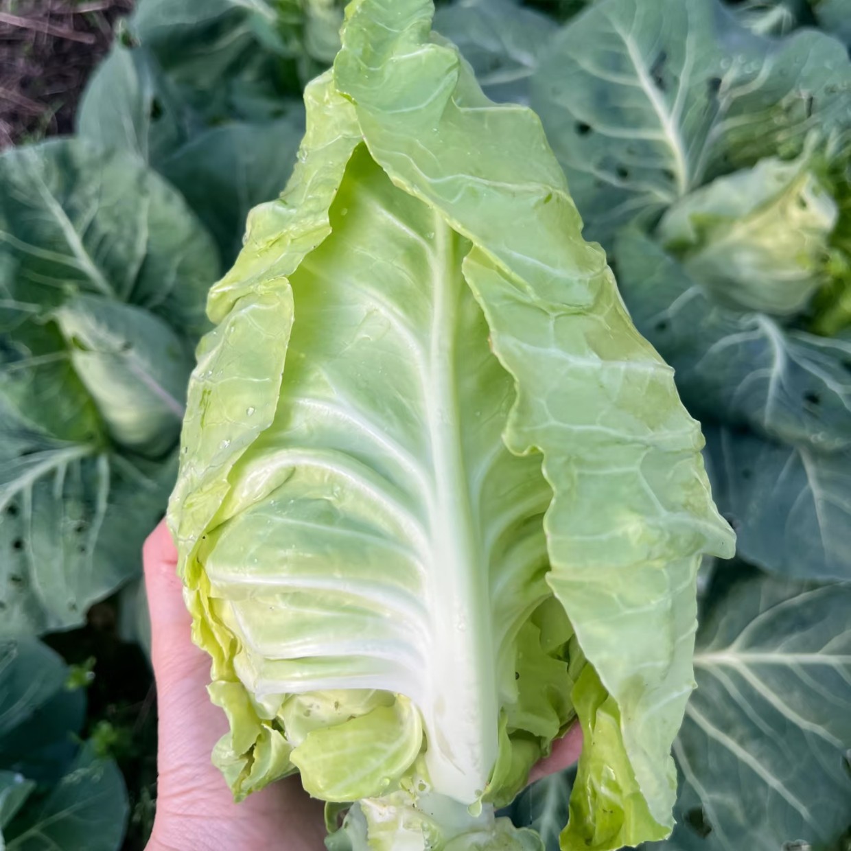 牛心包正宗高原农家自种