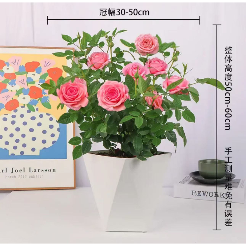 【仙度瑞拉丨欧洲玫瑰月季】粉色盆栽多花苞（带盆带土基地发）