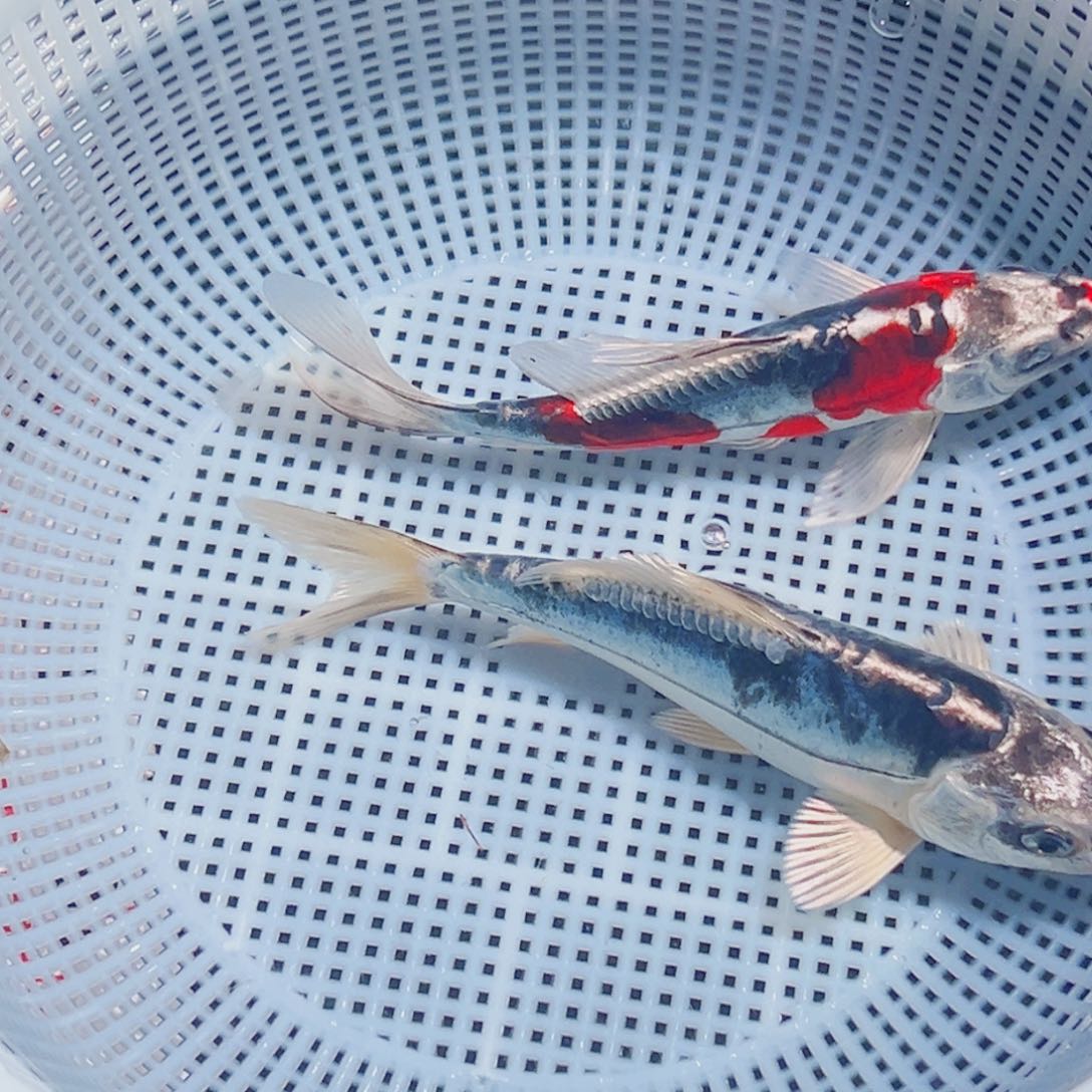 锦鲤锦鲤观赏鱼8888