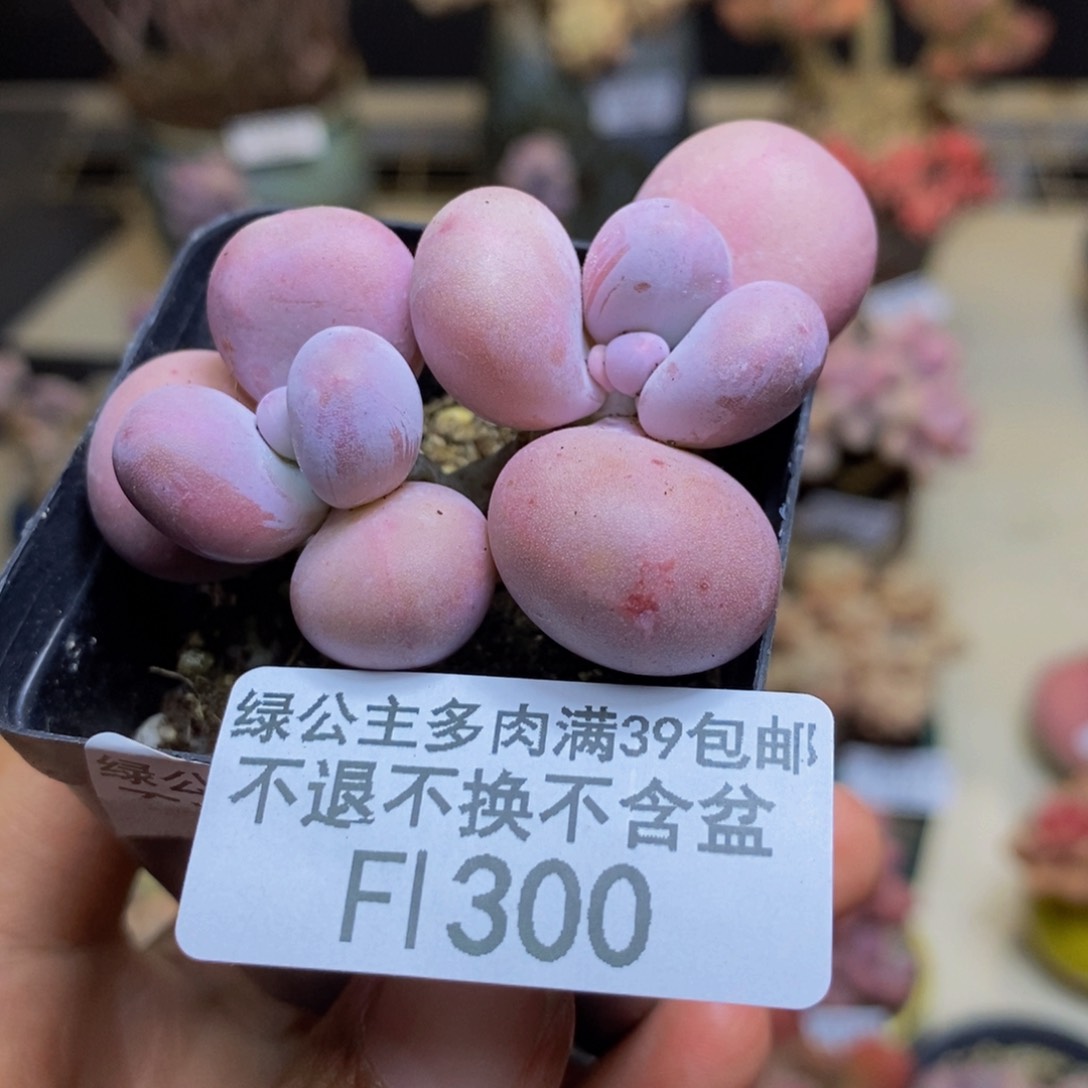 300橙奶多肉肉3cm