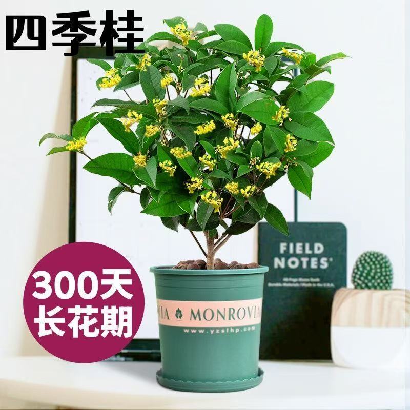 四季桂花树盆栽开花耐寒浓香型室内外阳台客厅庭院植物