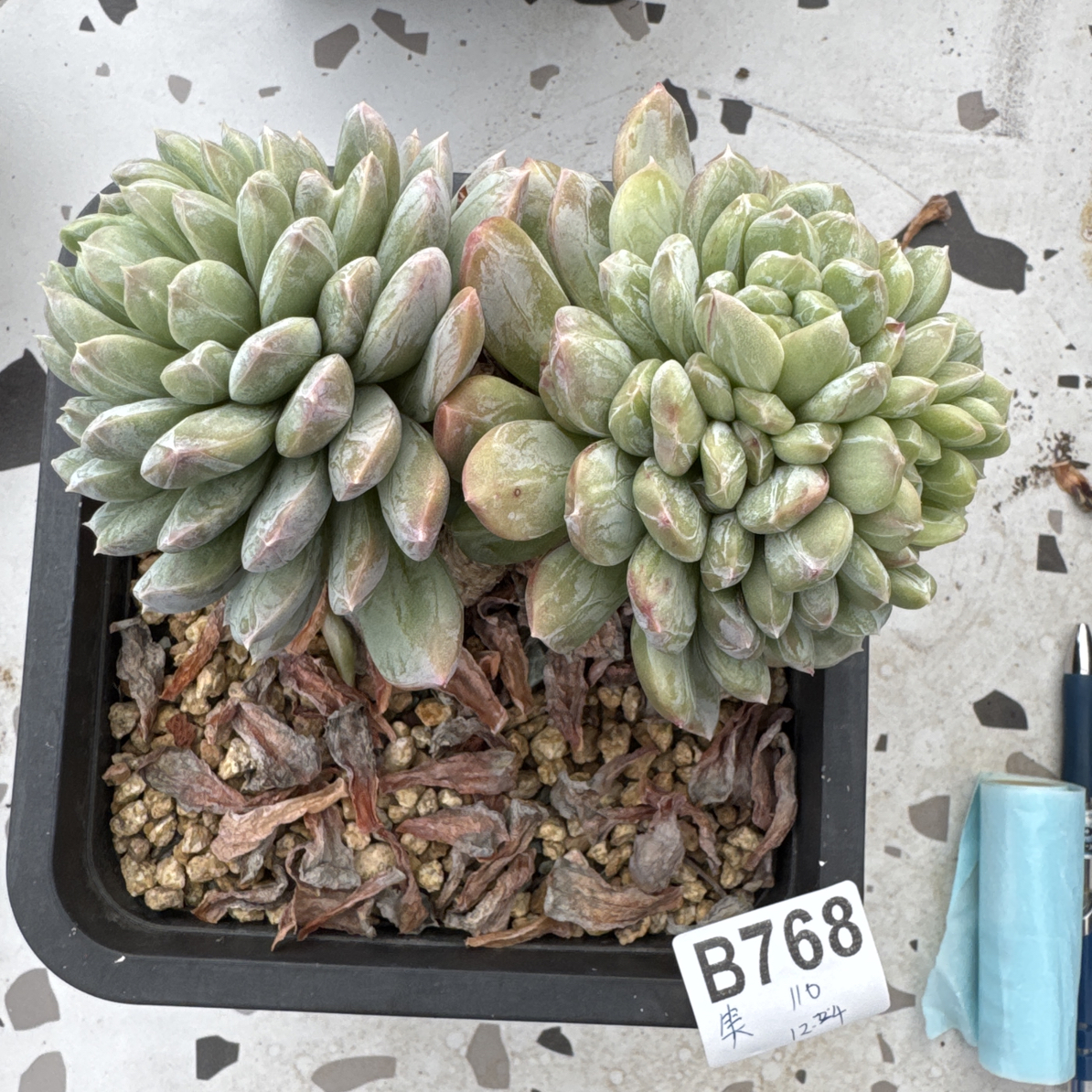 B768，笑笑，多肉植物百达翡翠