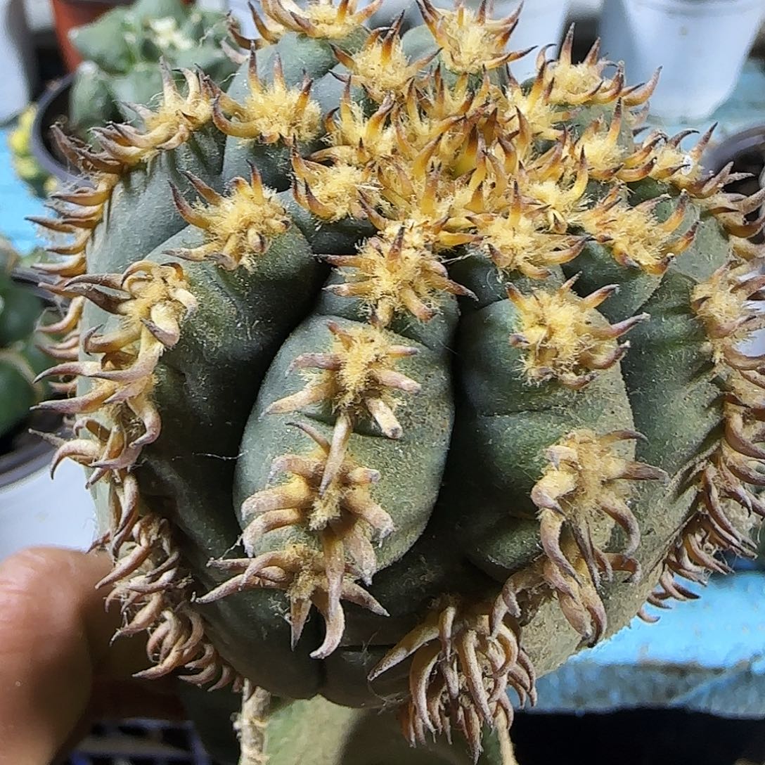 猫爪305仙人球开花