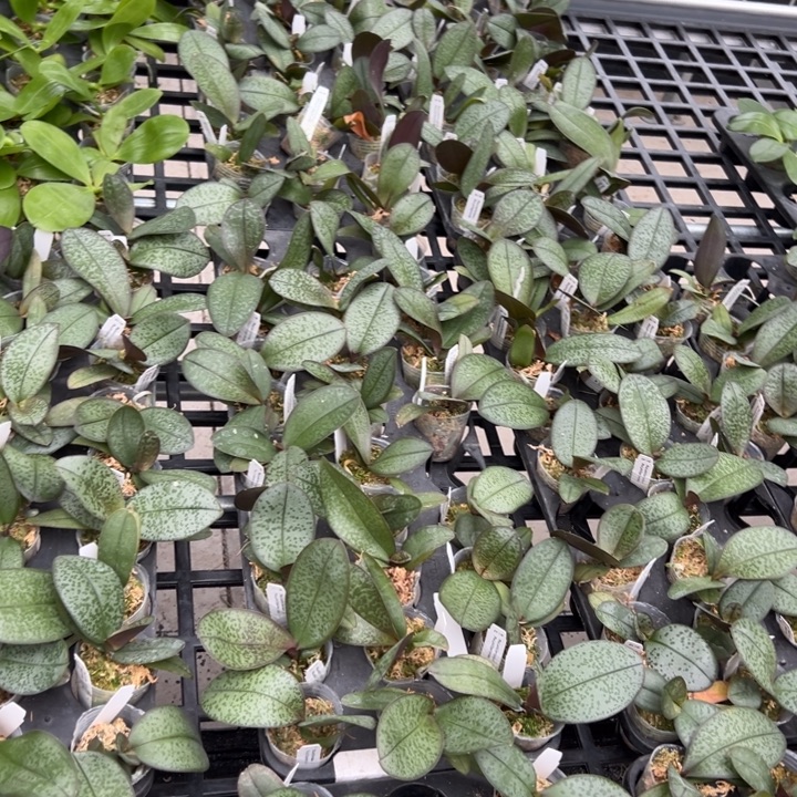 不开花植物西X菲1.7