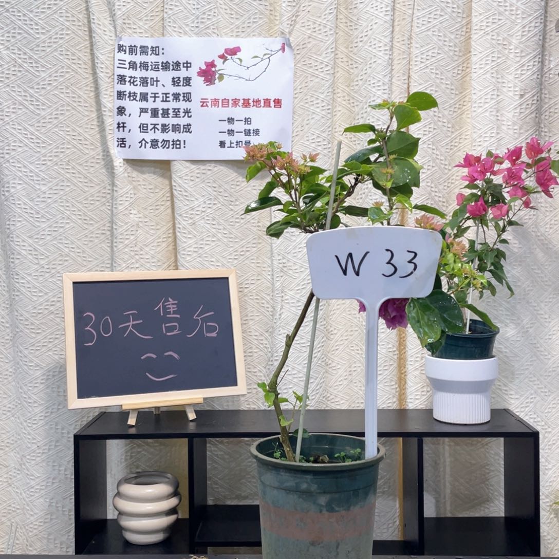 乾***人大量花朵（建议范围：8朵-15朵 或40%以上）重瓣粉W33