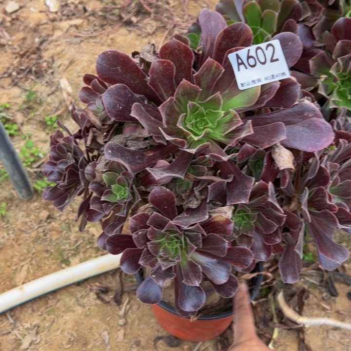 欧若拉微瑕多肉植物602.