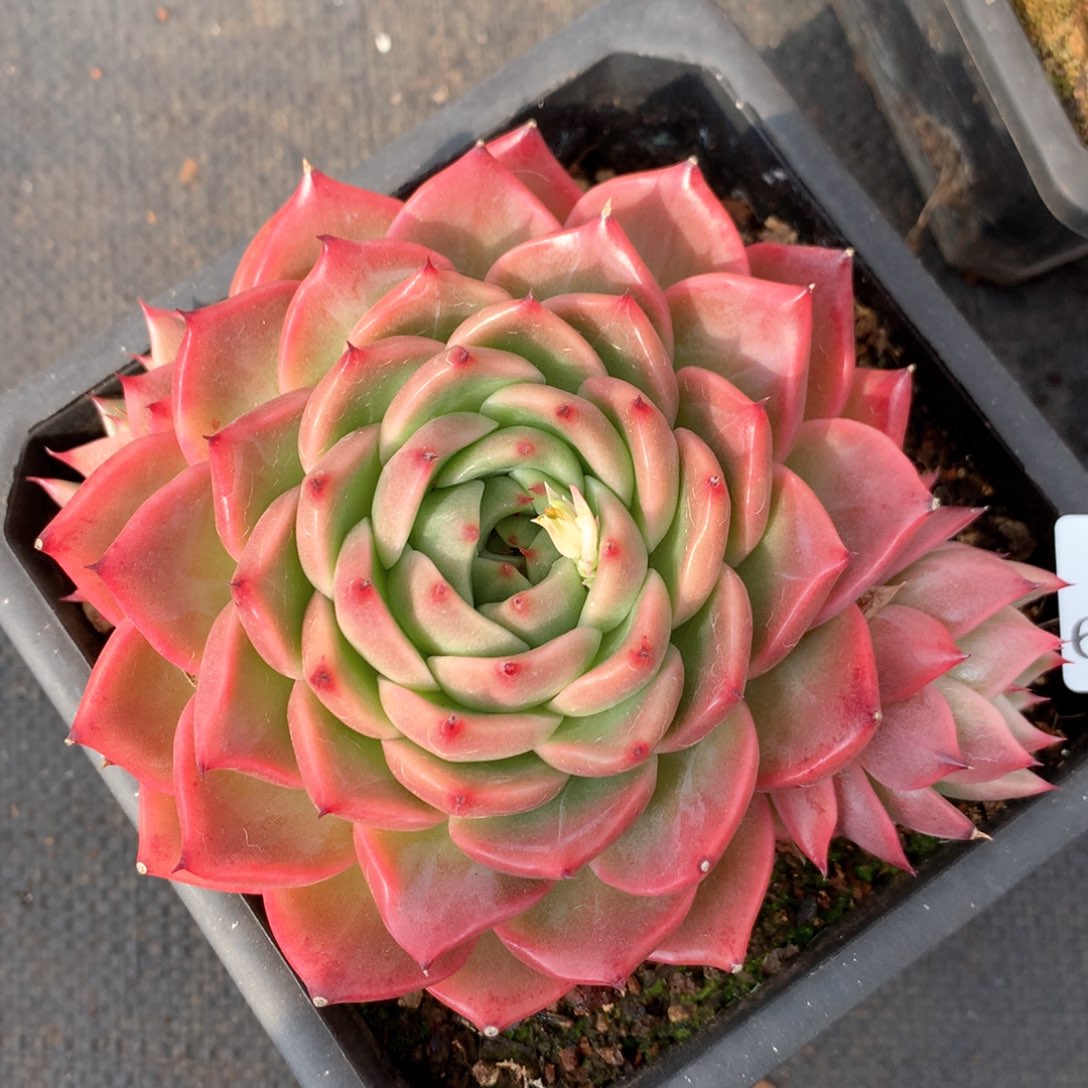 6730杂交多肉植物基地