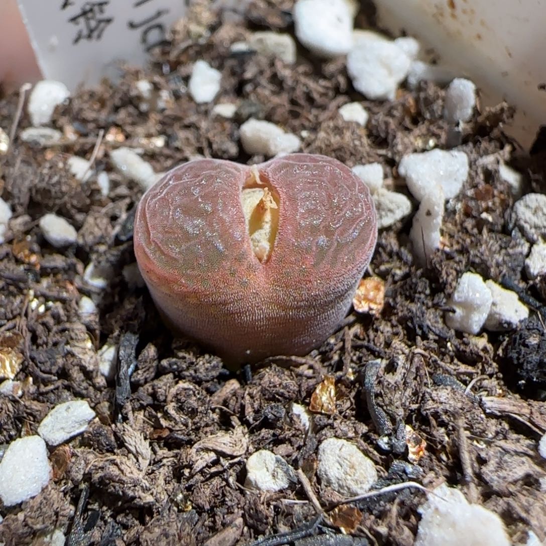 肉锥多肉植物组合-10km风铃1392