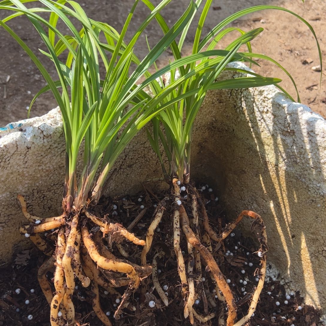 o***a完全开放莲瓣两颗名品和瓣