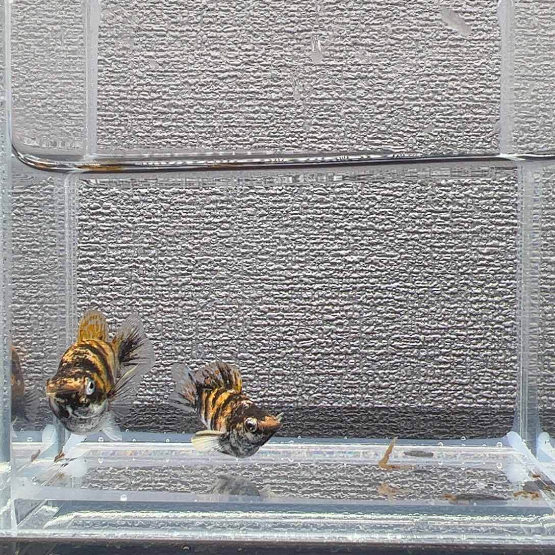 孔雀鱼小老虎玛丽